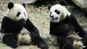 Two pandas in Wolong Giant Panda Research Centre in southwest China's Sichuan Province