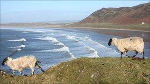 Sheep on cliffs overlooking Rhossili beach