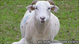 Wiltshire Horn sheep