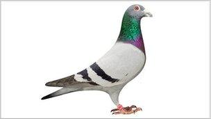 Champion Treble Six Pigeon