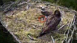 Ospreys looking after an egg in Kielder