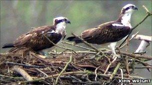 Osprey 08 (right) and Osprey 5N (left) nesting at Rutland Water