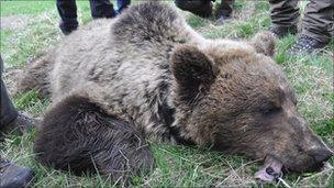 Bear being tagged