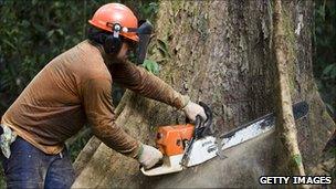 A man cutting a tree down