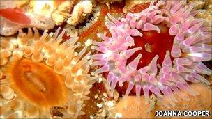 A dahlia anemone is pictured on The Stones near Godrevy, Cornwall