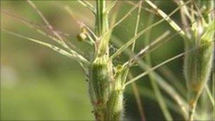 Wild wheat (Image: Biodiversity International)