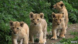 Lion cubs at Longleat