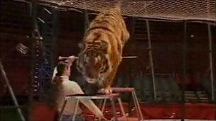 Great British Circus tiger