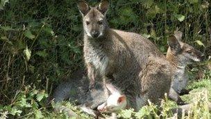 Albino wallaby and mother