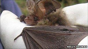 Brown long-eared bat (C) Kelly Thomas