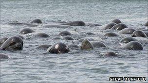 Whales. Pic: Steve Duffield