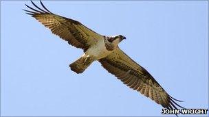 Female osprey 5N (Rutland Osprey Project)