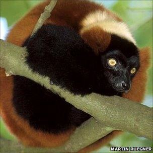 Red ruffed lemur