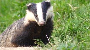 Badger