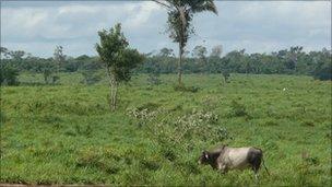 Cow on cleared land