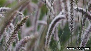 Pennisetum grass at Knoll Gardens, Dorset