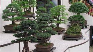 Bonsai display