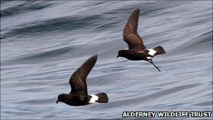 Storm Petrels flying near Burhou