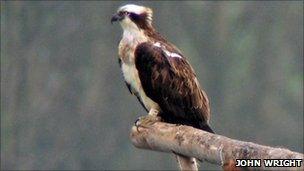 Osprey 08 at Rutland Water