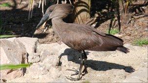 Hamerkop bird