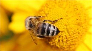 Bee on a flower