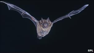 Bat in flight