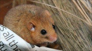 Dormouse