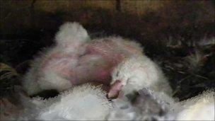 Barn Owl Chick