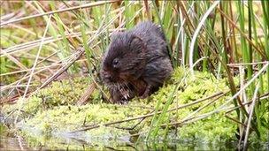 Water vole