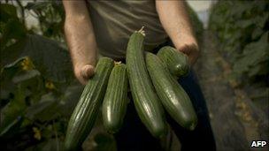 Spanish cucumbers, file pic