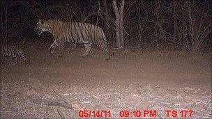 The adult male walks behind one of the cubs (Photo: Ranthambore forest department)