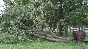 Felled tree at Bannockburn Battle site