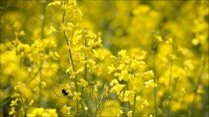 Rapeseed PA