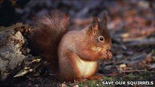 Red squirrel