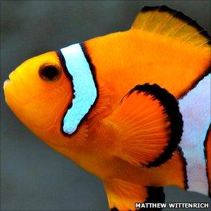 Clownfish