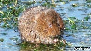 Water Voles