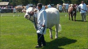 Cow at the 2011 Suffolk Show