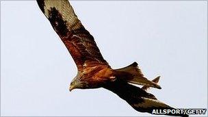 red kite