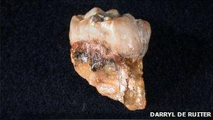 A third molar from Australopithecus africanus