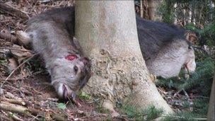 One of the deer found with antlers removed