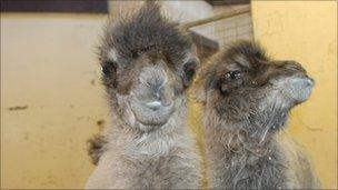 Bactrian camels (Picture courtesy Blackpool Zoo)