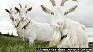 Celia McDougall's goats. Pic: DSRL