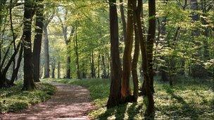 A bluebell wood in spring