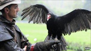 Vulture with German handler at Walsrode, 26 Apr 10