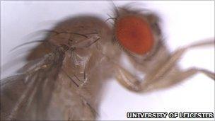 Fruit fly eye and body