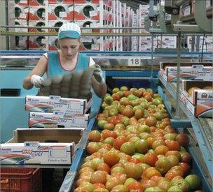 Tomatoes being packed