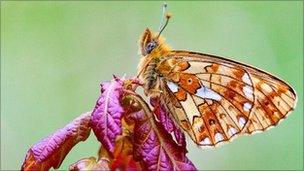 Pearl-bordered Fritillary