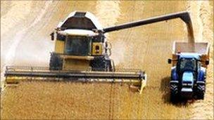 Wheat harvest