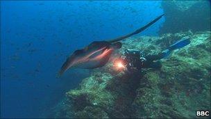 Mike deGruy with Marbled Rays off the Cocos Islands 2002