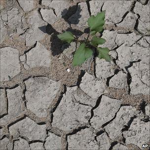 Plant in dry river bed